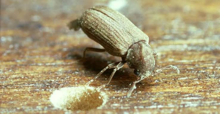 Peter Cox Blog: Woodworm Common Furniture Beetle