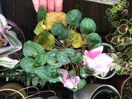 Maybe you would like to learn more about one of these? Cyclamen Help The Older Leaves Suddenly Went Yellow And Spotty I Haven T Changed The Watering It S Always Been In A Sunny Window And Been Happy There Could It Be A Deficiency Plantclinic