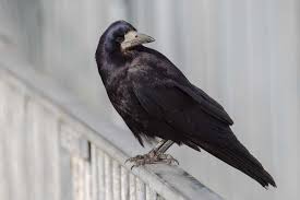 Dieses foto wurde von der autorin und fotografin des salzburgwiki wald1siedel erstellt und unter nachfolgend aufgeführter lizenz. Saatkrahe Corvus Frugilegus Photo Natur De