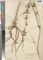 Image result for Anthericaceae