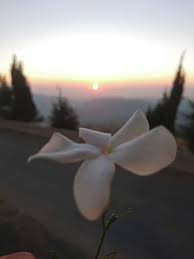 Begini gambar bunga jantan kelapa sawit terpopuler. Pin By Rasiah Linah On Jasmine Girls With Flowers Jasmine Flower Flower Words