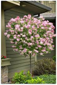 Learn more about monrovia plants and best practices for best possible plant. 7 Dwarf Trees Zone 5 Ideas Dwarf Trees Garden Trees Flowering Trees