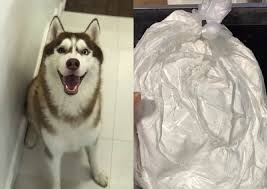 This means your horse will be. Local Pet Crematorium Accused Of Fake Ashes Bites Back At Dog Owner Singapore News Asiaone
