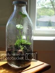 Terrarium Instructions Terrarium Plants In Jars Mini Garden