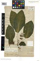 Image result for Urera