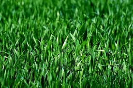 4 natural grass killer ingredients. How To Neutralize Dog Urine On Grass The Pet Supply Guy
