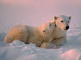 Wir zeigen dir, wie du deine winterbilder optimieren kannst, damit der schnee weiß wirkt. Tiere Im Winter Schone Bilder An Kalten Tagen