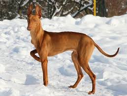 Cirneco Dell Etna Unique Dog Breeds Dogs Greyhound Breed