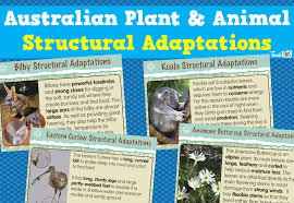 Australian Plant And Animal Structural Adaptations Printable Picture Theme Flash Cards Classroom Displ Structural Adaptations Australian Plants Adaptations