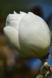 Magnolia's is a customer focused florist in stuart fl magnolia's is family owned and operated and services: Magnolia Grandiflora Bud Photograph By William Tasker