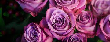 Check spelling or type a new query. Flowers By Leslie Portsmouth Nh Florist Spotlight