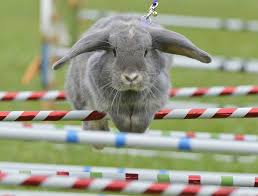 Ოტომანთა აღმავლობა (ქართულად) / rise of empires: Animal Tracks August 29 Sept 4 Animals Rabbit Animal Tracks