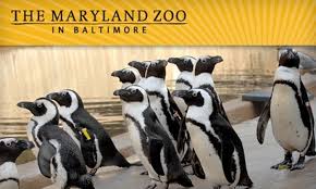 Up To 56 Off At The Maryland Zoo Maryland Zoo Groupon