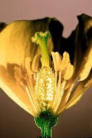 Flower Anatomy Carpel Ovary Style Stigma Stamen Anther Filament Receptacle Petal Sepal Ovule