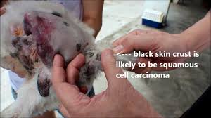 Dog tumors on the skin may be lumpy and obvious, but cancer in the chest, brain, abdomen or knowing what normal looks like for your pup's mouth, paws, neck and joints can also help you spot abnormalities. Dog Skin Cancer Natural Options That Work Dogexpress
