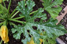 It may look horrifying, but it's rarely very harmful, because it tends to occur at the end of the season when the harvest is almost. What S Happening To My Zucchini Plant The Leaves All Have This Silver The Plant Flowers And Starts To Produce Little Green Zucchini But Then The Zucchini Turns Yellow And Shrivels Up And