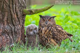 Image result for Bubo