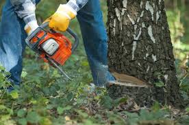 I could very easily cut over 1,000 bd ft of hardwood lumber in a days' time when i had just one helper. Finding Someone To Clear Trees For Free Thriftyfun