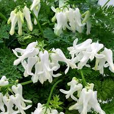 Image result for Schlechterina