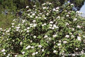 May 04, 2021 · die bezeichnung koreanischer duftschneeball veranschaulicht, dass viburnum carlesii in korea heimisch ist. Both Baumlexikon Koreanischer Schneeball