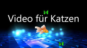 Katzenvideo Fur Katzen Katzen Spiel Fangen Cat Games Video Movie For Cats To Watch Youtube Die intelligenten stubentiger lernen als katzenkinder beim gemeinsamen spiel, und auch in späteren jahren gehört das anschleichen, fangen und toben zum täglichen programm einer gesunden katze. katzenvideo fur katzen katzen spiel fangen cat games video movie for cats to watch