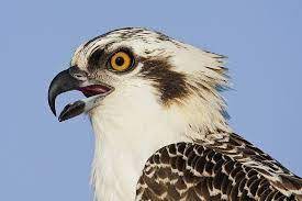 Spam Watch Unfriended Online Free Putlocker Osprey Bird Birds Of Prey Animal Spirit Guides