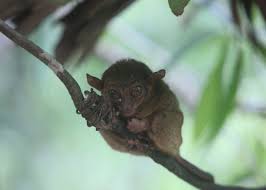 Mittermeier, rusell a., anthony b. Tarsier Facts Pictures Info Discover A Nocturnal Carnivorous Primate