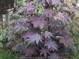 Image result for Ricinus communis