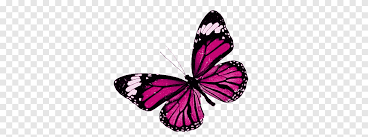 Sweet pink roses in a clear glass vase with pink background with shallow depth of field and a beautiful retro pink filter, for use as a. Mariposas Pink And Black Butterfly Png Pngegg