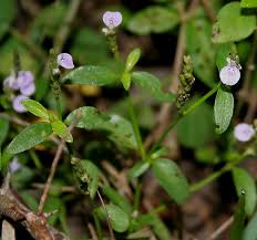 Image result for Justicia striolata