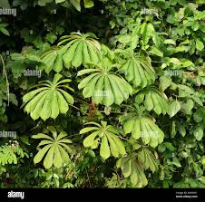 Image result for Musanga