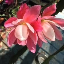 Andreas mordhorst holds a master's degree in biology (applied botany with focus on plant. Garden Societies Fair Plant Sale Perth