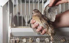 Education And Training Internship Work With Animals Wildlife Rehabilitation