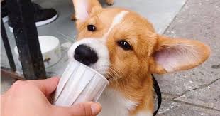 3 Boissons Qui Font Mincir Pour L Ete A Faire A La Maison Tout Simplement Genial Chien Marchand De Glace Maison Pour Chien