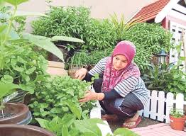 Buat kebun sayur atau pokok bunga, tak perlu kita nak siram hari hari. Berkongsi Rezeki Hasil Tanaman