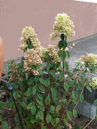 We did not find results for: Hortensien Schneiden Blumen Und Straucher