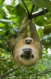 Total Entzuckende Mutter Und Baby Sloth Baby Entzuckende Mutter Sloth Total Und 2020 Yavru Tembel Hayvan Vahsi Hayvanlar Sevimli Hayvan Yavrulari