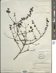 Image result for Nesogenes madagascariensis