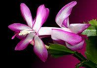 This plant is easily identified by its stems of flat, oval, pointed disks; Schlumbergera Wikipedia