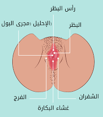 ثلاثون سؤالاً في العذرية وغشاء البكارة - الحب ثقافة