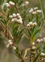 Image result for Maerua salicifolia