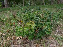 Image result for Solanum capsicoides