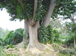Image result for Phytolacca dioica