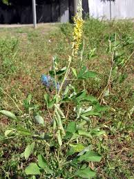 Image result for Crotalaria oocarpa