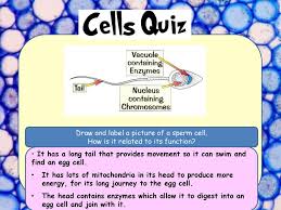 Maybe you would like to learn more about one of these? Label The Numbered Parts Of The Microscope Ppt Download