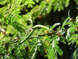 Image result for Acacia fleckii