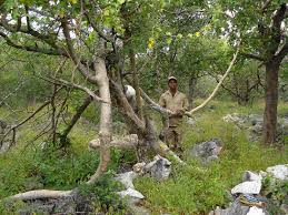 Image result for Fockea multiflora