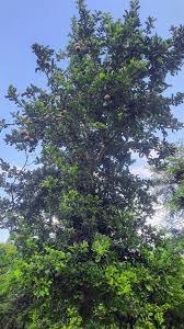 Image result for Philenoptera nelsii