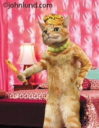 Funny Cat Photo Of A Cat Holding A Mirror And Standing In A Bedroom Created For A Humorous Greeting Card Cats Funny Cats Funny Cat Photos