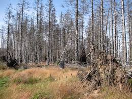 Free Images : wilderness, trail, prairie, ridge, wetland, bog, grove, woodland, habitat, ecosystem, dead plant, dead wood, biome, dying tree, natural environment, temperate coniferous forest, acid rain 2816x2112 - - 1088576 - Free stock photos - PxHere